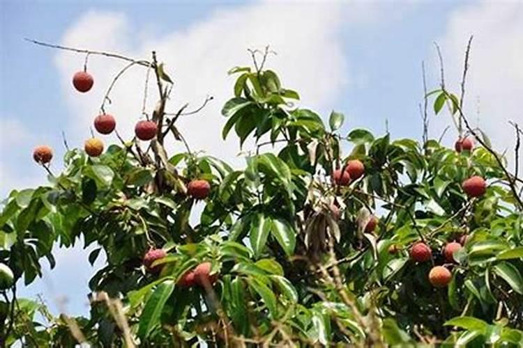 荔枝用什么冲施肥好？荔枝一次冲施多少肥料？荔枝膨果防裂用金泰靓