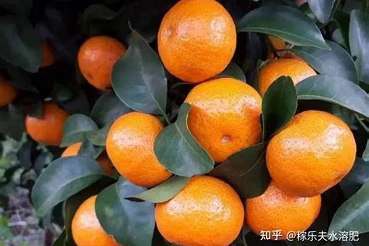 蜜橘钾肥施早了怎么办？