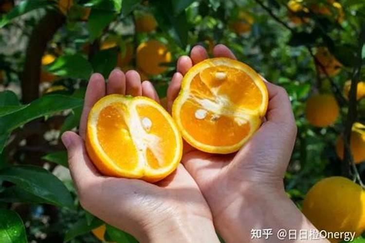 柑橘可以打甜蜜素吗