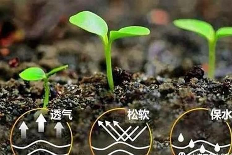 养花土壤调酸最好方法  腐植酸能调偏酸土壤吗