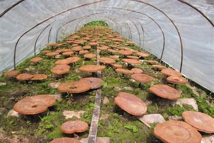 腐植酸在食用菌培养料添加量多少为宜