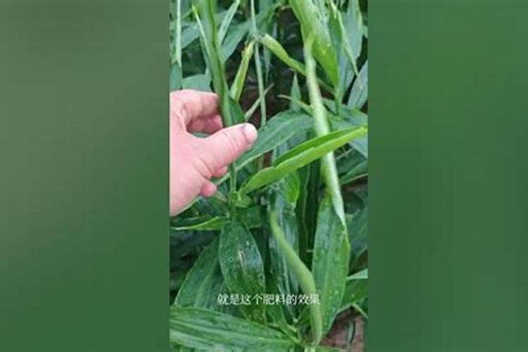 下雨撒复合肥几天能吸收？