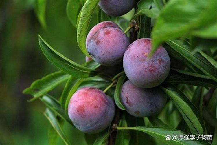 厚强李子苗基地分享李子树高产要怎么施肥？