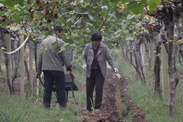 葡萄摘完打什么叶面肥最好？