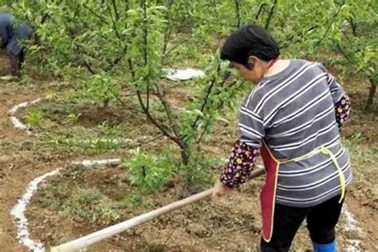 桃子成熟前多少天施钾肥