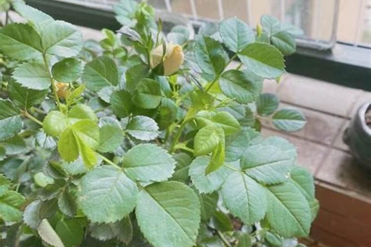 月季长花苞后怎么施肥 花蕾期施什么肥