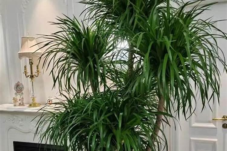 龙血树用磷肥还是氮肥最好？