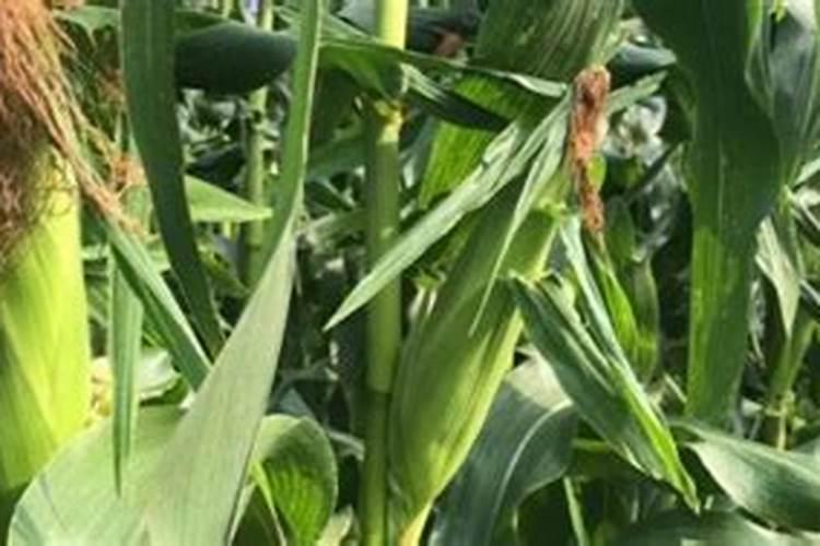 玉米矮化药打完下雨有效果吗,可以和叶面肥同时使用吗