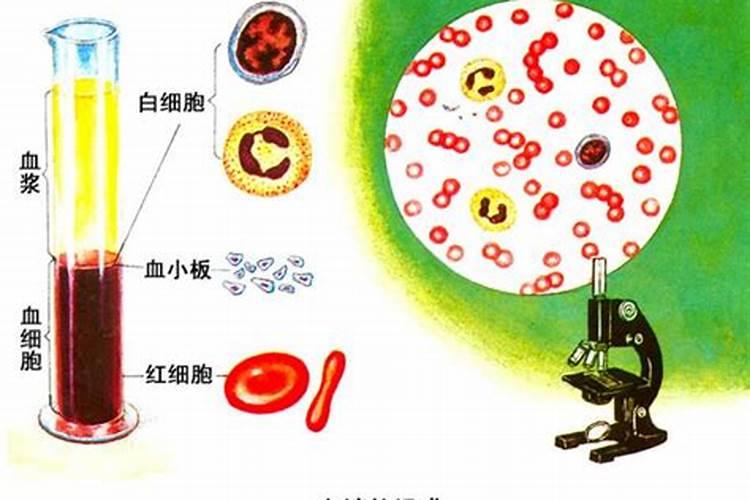 鱼蛋白与血浆蛋白的区别在哪？