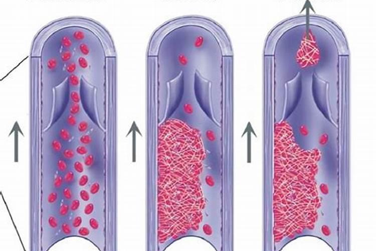 在不同动物的血液中