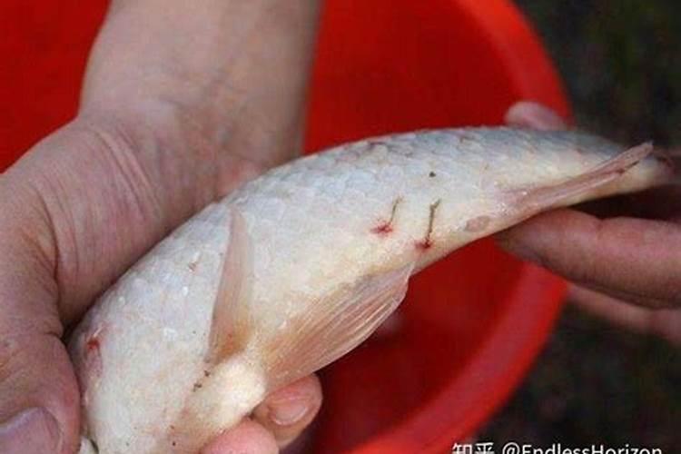 鱼血是块状的吗