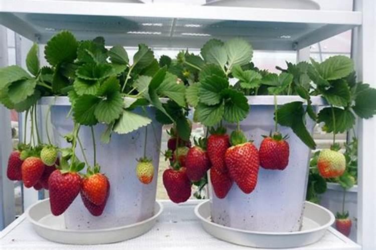 草莓要施什么肥啊