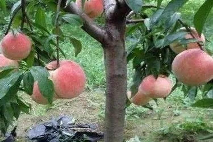 桃树和果树怎么配比氮磷钾