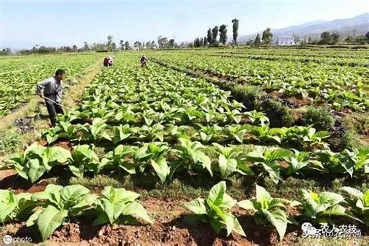 多施氮肥可以提高烟草品质嘛？