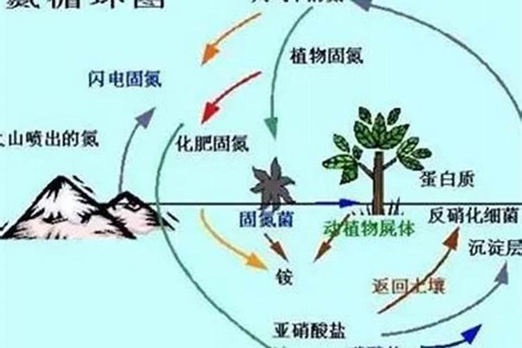 氮对烟草具有什么样的营养作用？