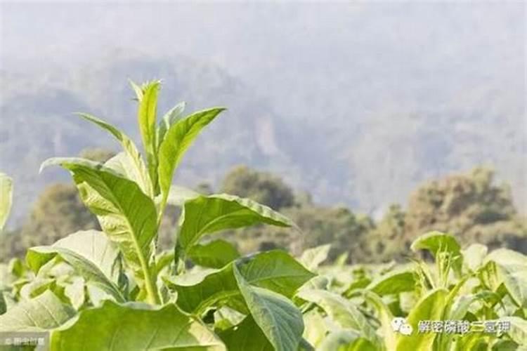 烟草是忌氯作物吗