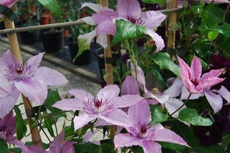 铁线莲喜肥吗 喜欢施什么肥料