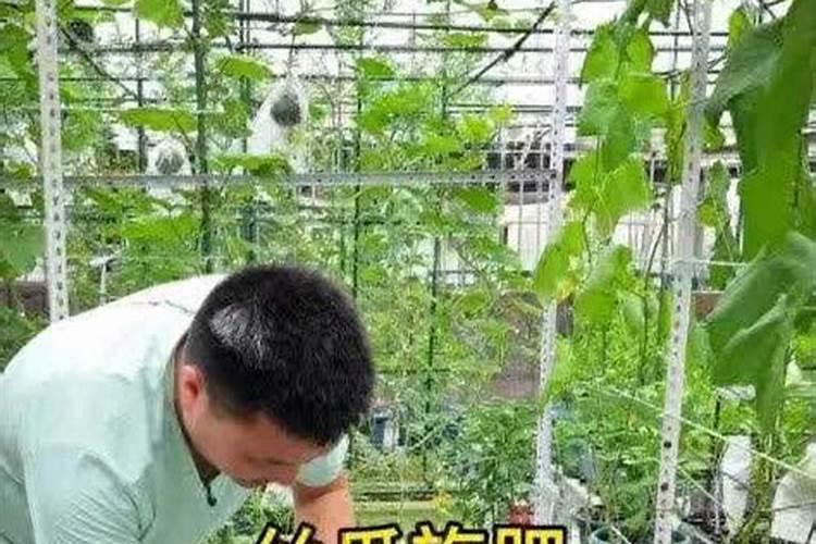 丝瓜追肥的正确方法