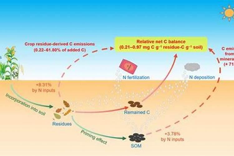 碳氮对农作物的作用