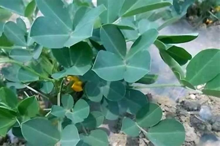 花生用啥化肥好些呢？