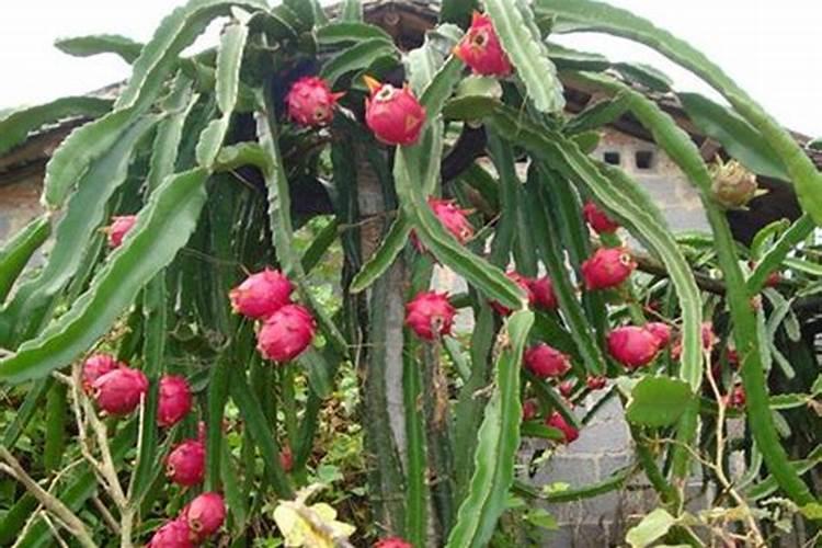 火龙果结果期能否施叶面肥？喷施时间