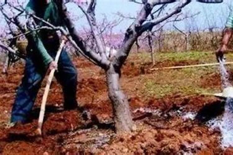 果树什么时候下肥料最好