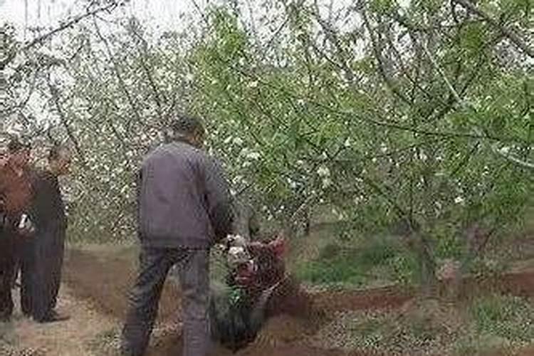 果树什么时候追肥最有效果