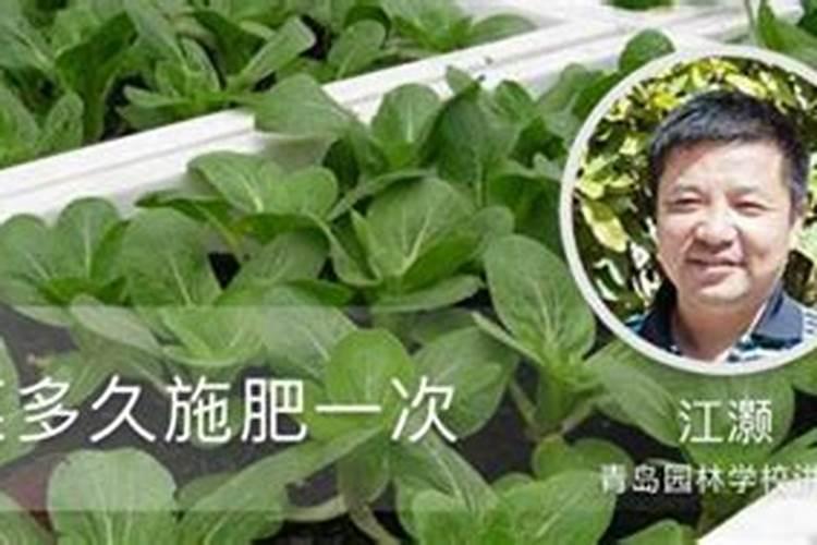 种的菜多久施肥一次 “菜地施肥周期是多久？”