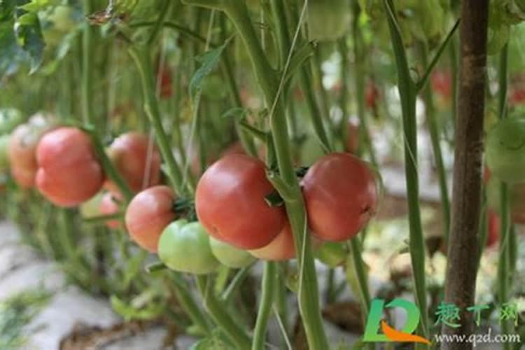 西红柿做肥料不发酵可以用吗西红柿怎么做花肥