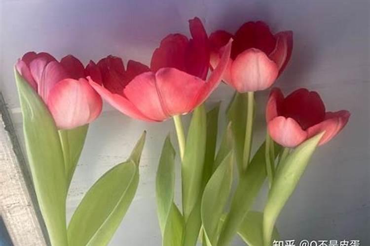 郁金香开花可以下硫酸钙