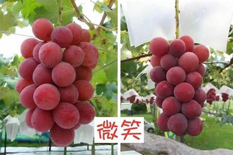 妮娜皇后葡萄用什么肥最好