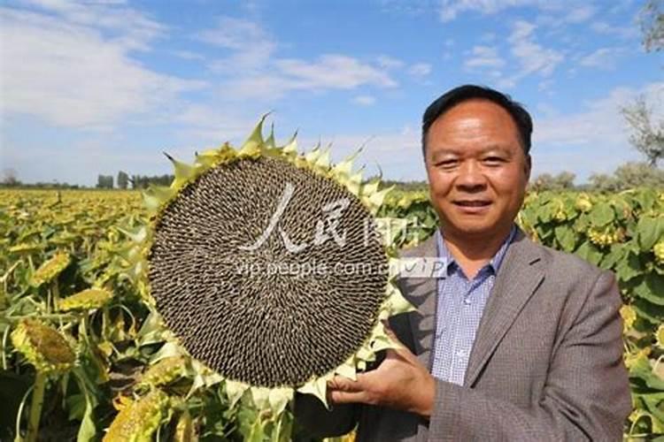 食葵灌浆需要施什么肥