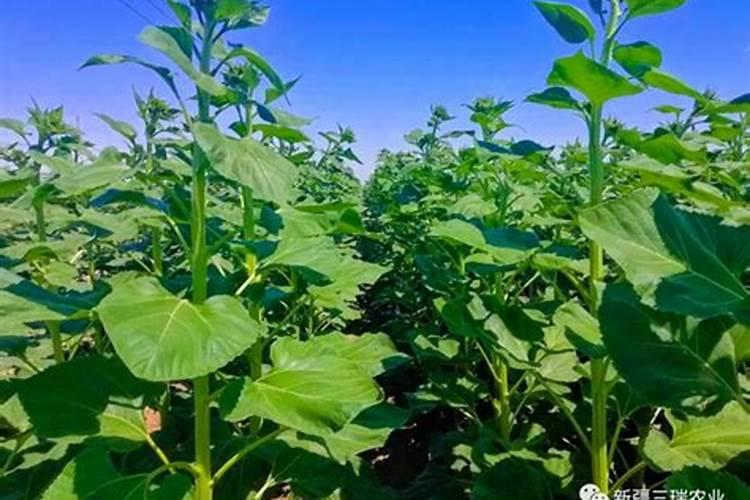 食葵现蕾串苗最简单三个步骤