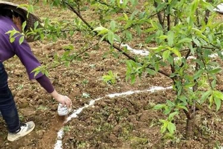 桃子卸果后可以喷施钙肥吗