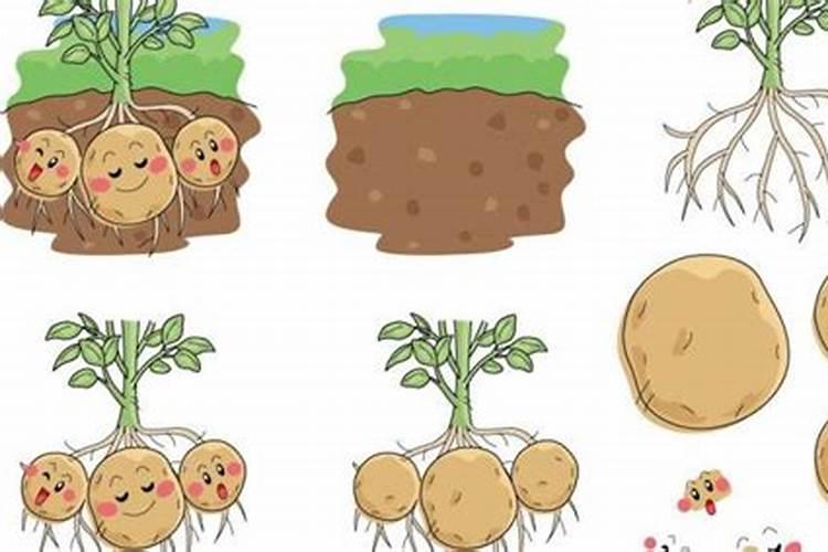 土豆各生长阶段都需要什么肥