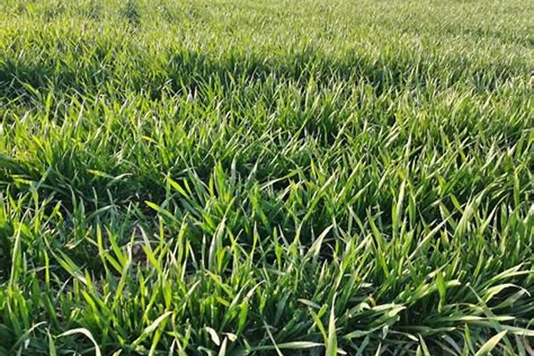 小麦干旱时要施肥吗