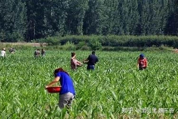 高温干旱天气来袭!该怎么施肥呢？