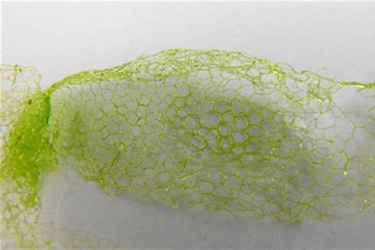 磷肥可以处理青苔吗为什么不能用？