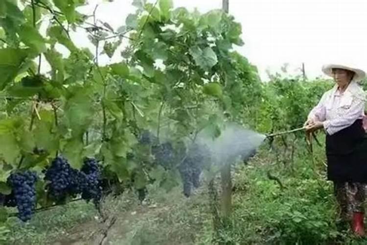 葡萄结果时如何施肥