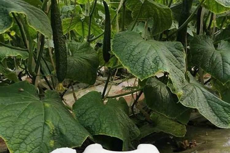 黄瓜种植技术分享!黄瓜哪种水溶肥好？