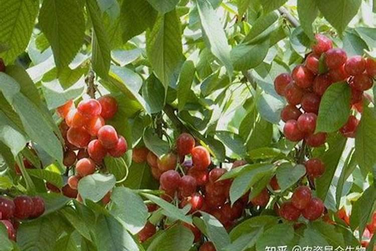 樱桃坐果后用什么叶面肥料最好？