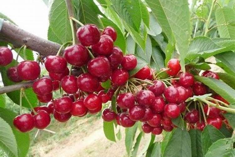 大樱桃坐果后追什么肥能增大果个