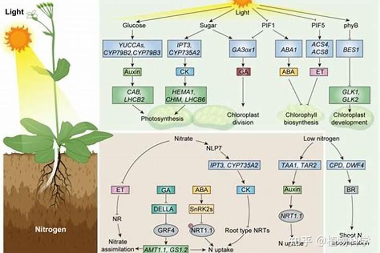 植物生长需要氮,那么给盆栽里直接加氮行不行,如何加