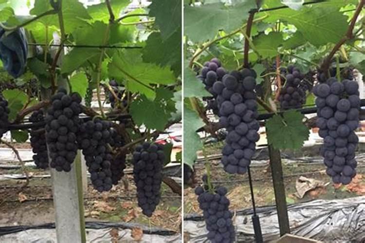 葡萄冬季如何施肥？不同时期施什么肥