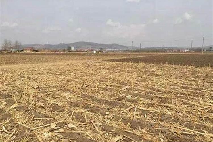 玉米秸秆还田对土壤有什么好处