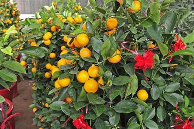 桔树的养殖方法和注意事项