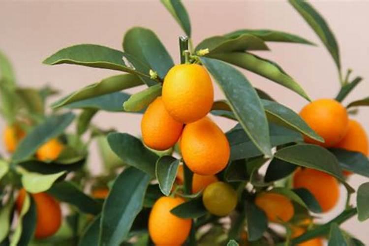 橘子树最好的肥料是什么？