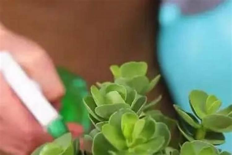 金钱木可以施复合肥吗？