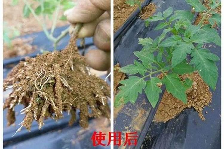 黄腐酸钾对草莓生长有影响吗