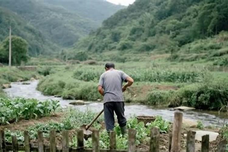 冲施肥雨前撒还是雨后撒？